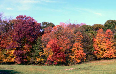 oaks and maples<br>taken on 10/20/2006 by jack w.<br>