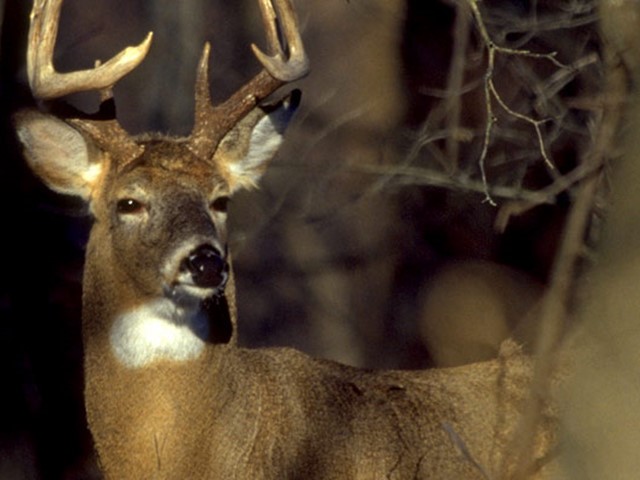 Deer Hunting Season Forecast in Wisconsin