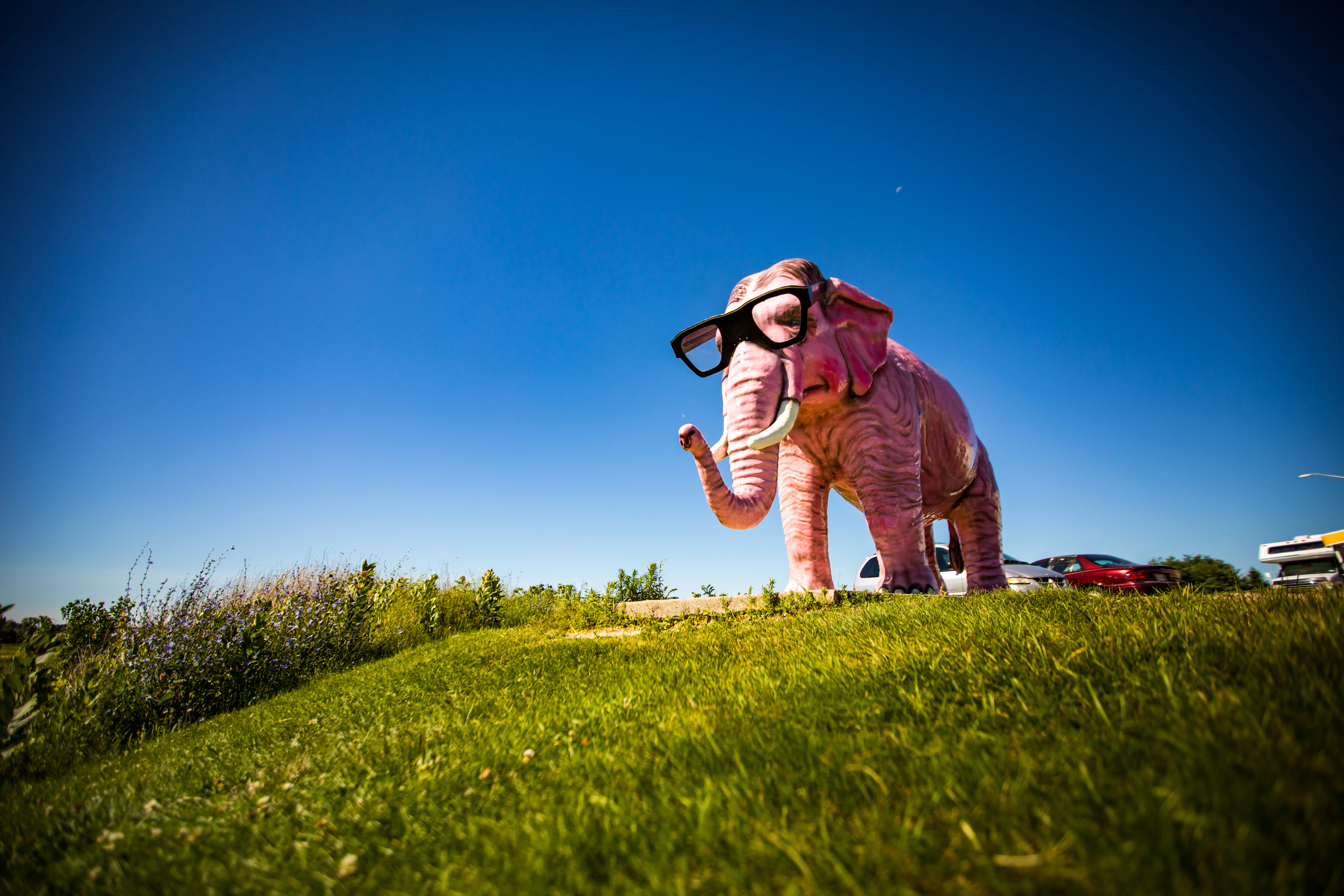 pinkie the elephant deforest pinkie the elephant deforest