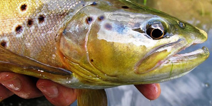 Fishing Down at best fishing spots near devils lake state park in wisconsin thebookongonefishing