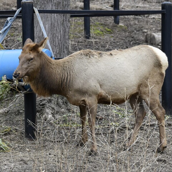 Family Free Day at the Milwaukee County Zoo - 12/7/2024