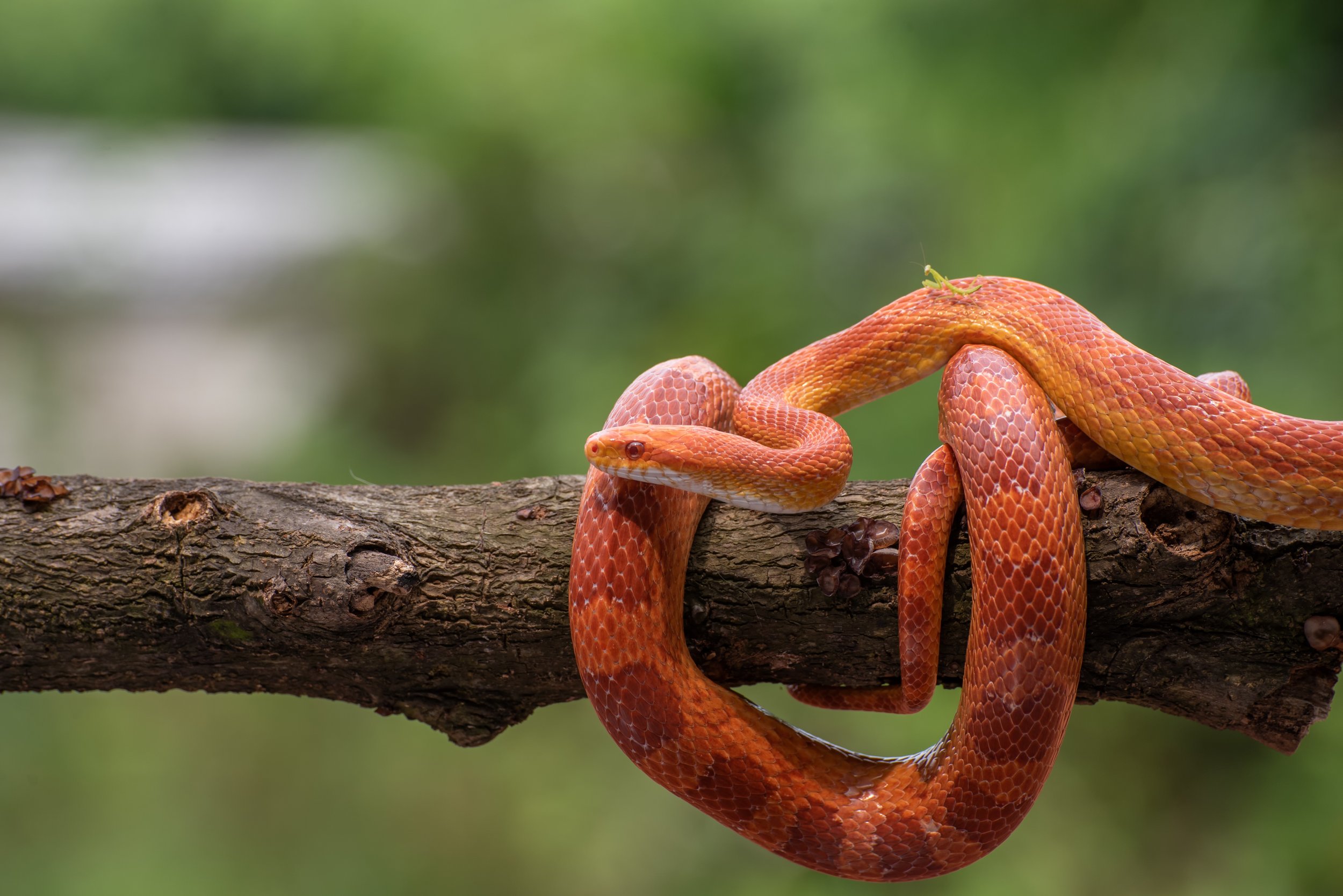 Fond du Lac Scaled Up Reptile Expo | Travel Wisconsin