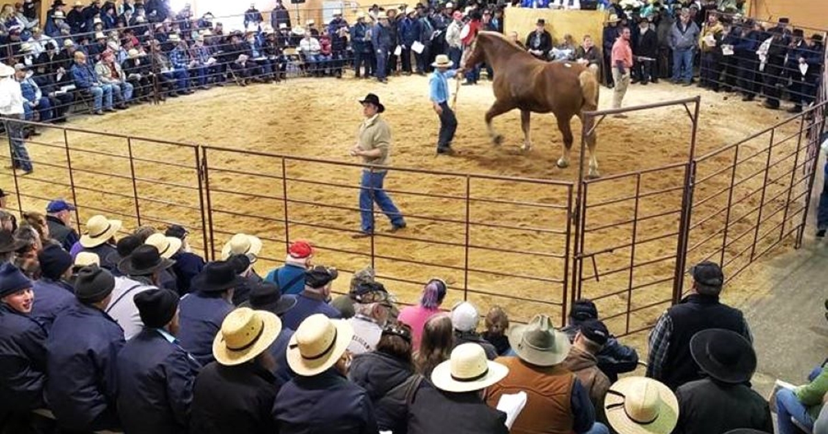 Central Wisconsin Horse Sale Travel Wisconsin