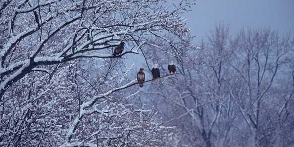 Bald Eagle Watching Days Travel Wisconsin