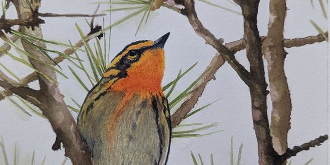 Blackburnian Warbler, watercolor by Jen Herro