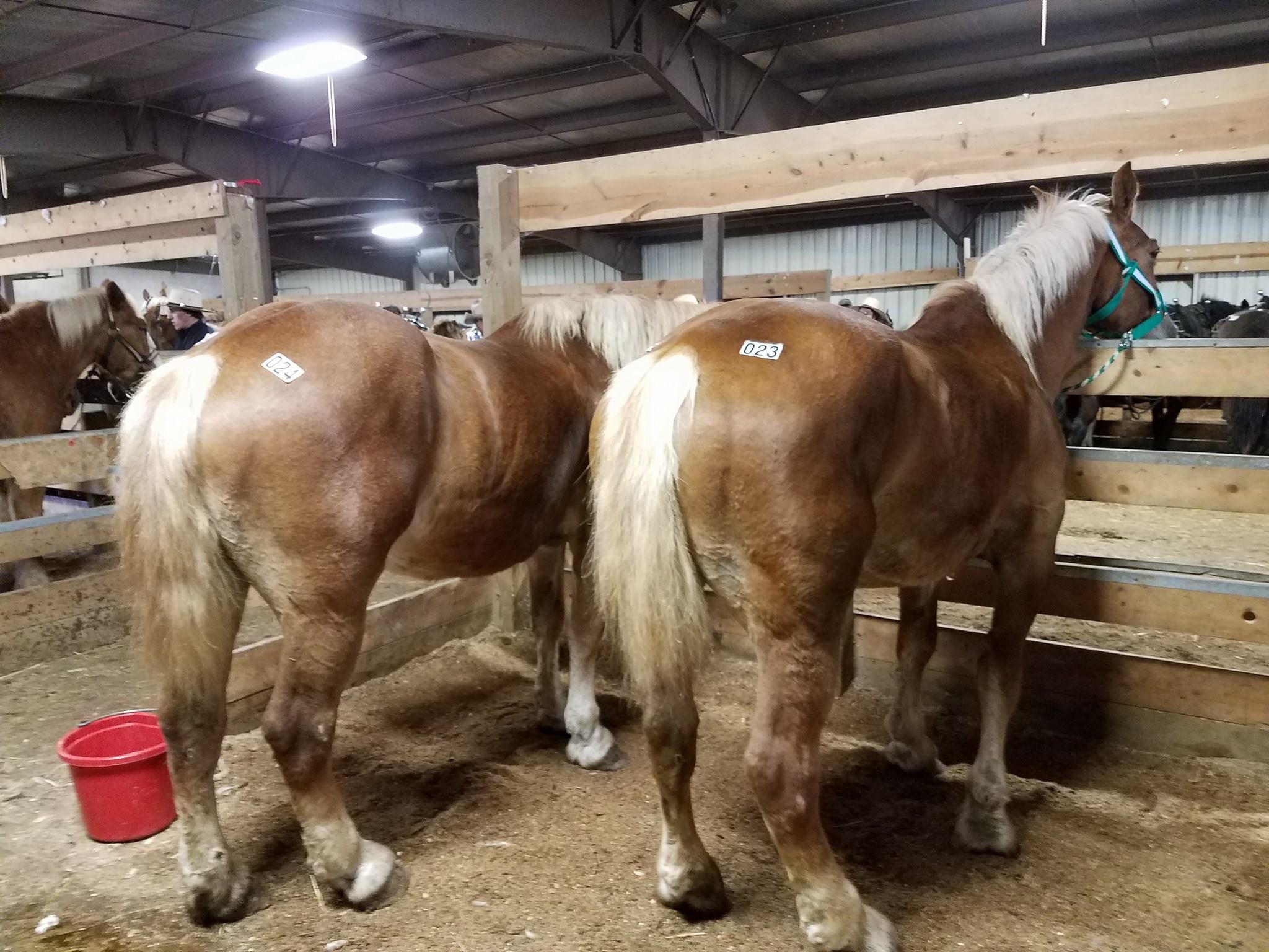 horses for sale in wisconsin facebook Pearle Wentworth