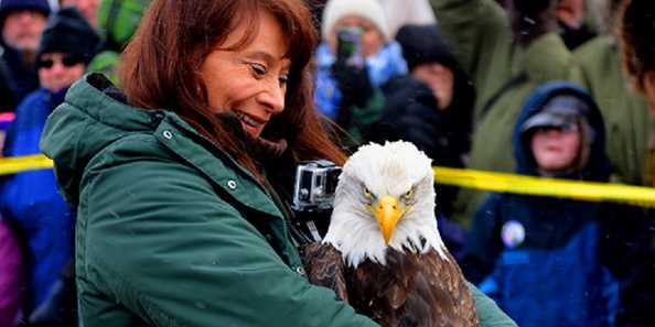 Bald Eagle Watching Days Travel Wisconsin