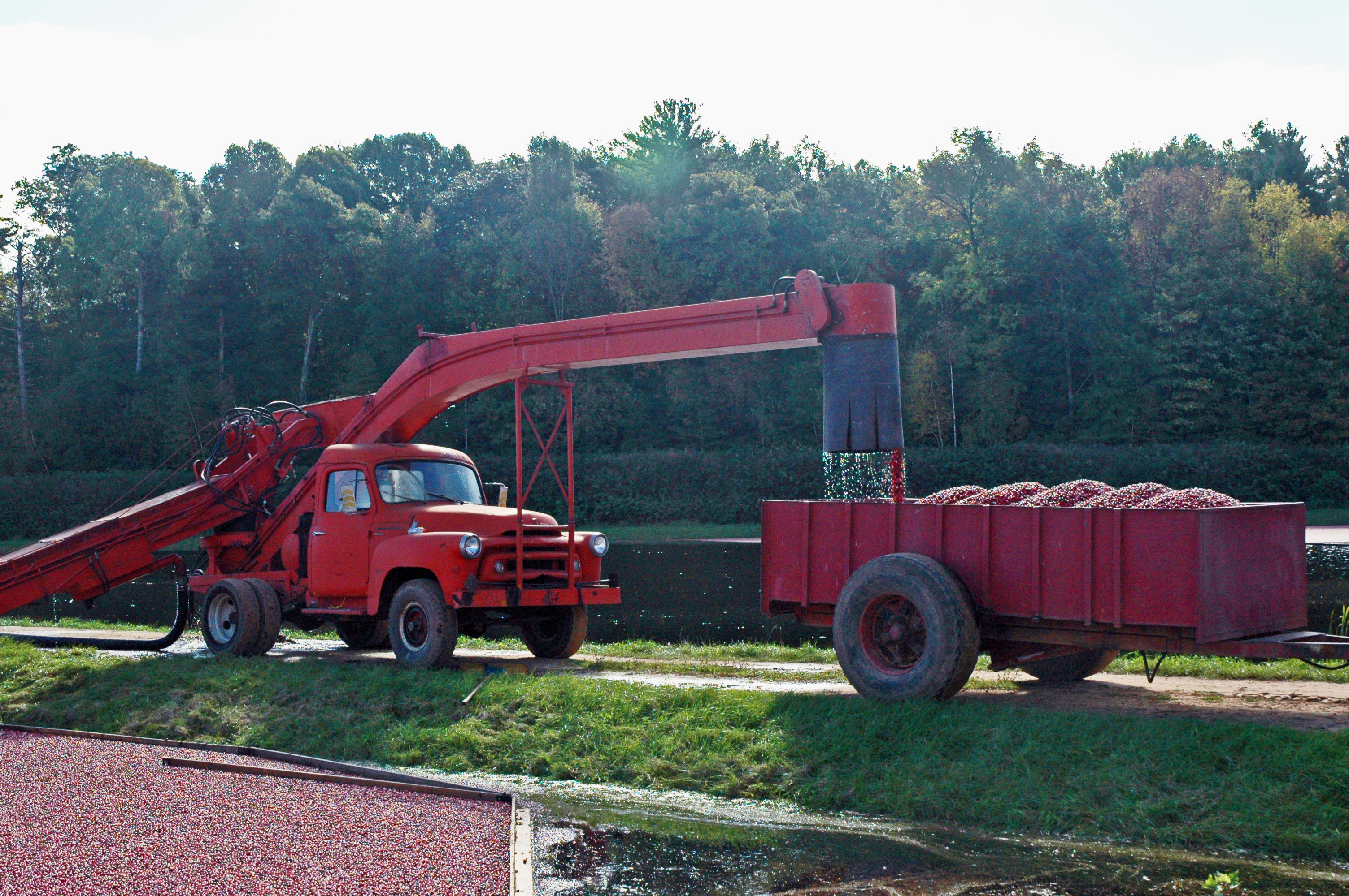 Stone Lake Cranberry Festival Travel Wisconsin