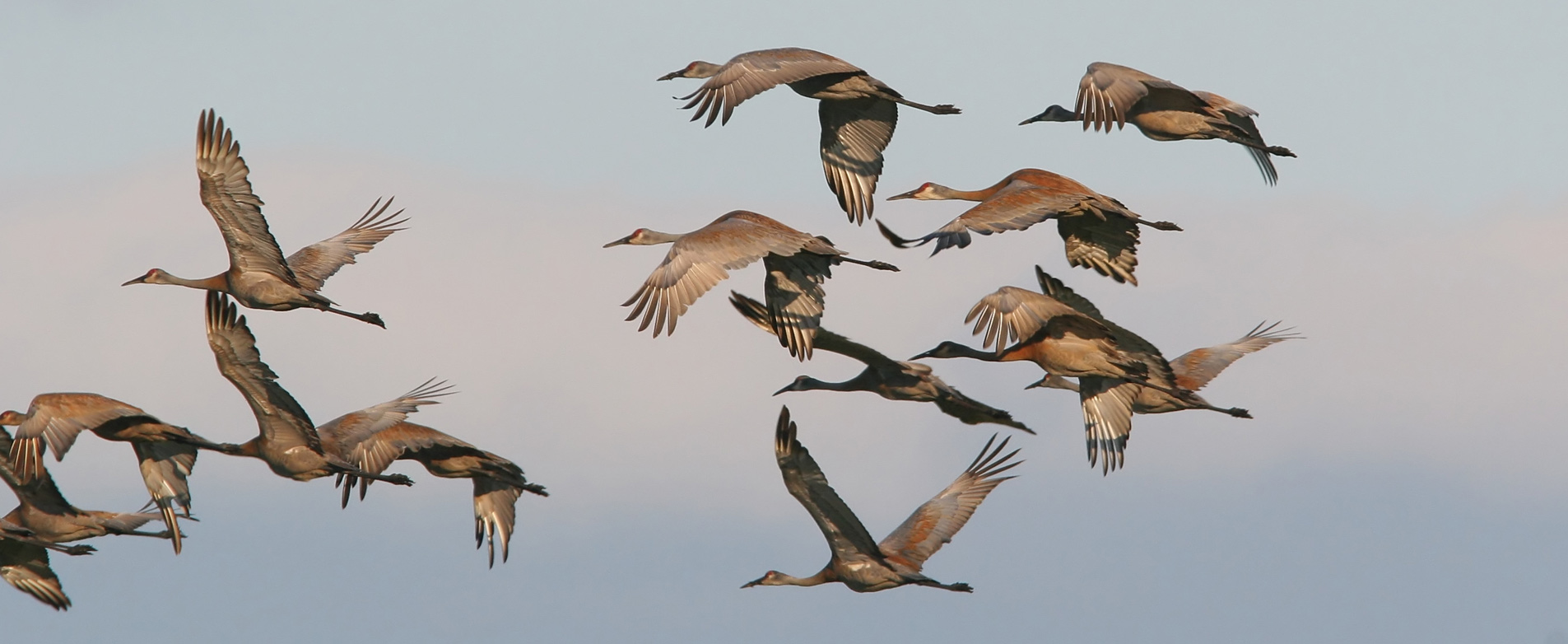 Bird Watching 101: A Guide for Beginners | Audubon New York