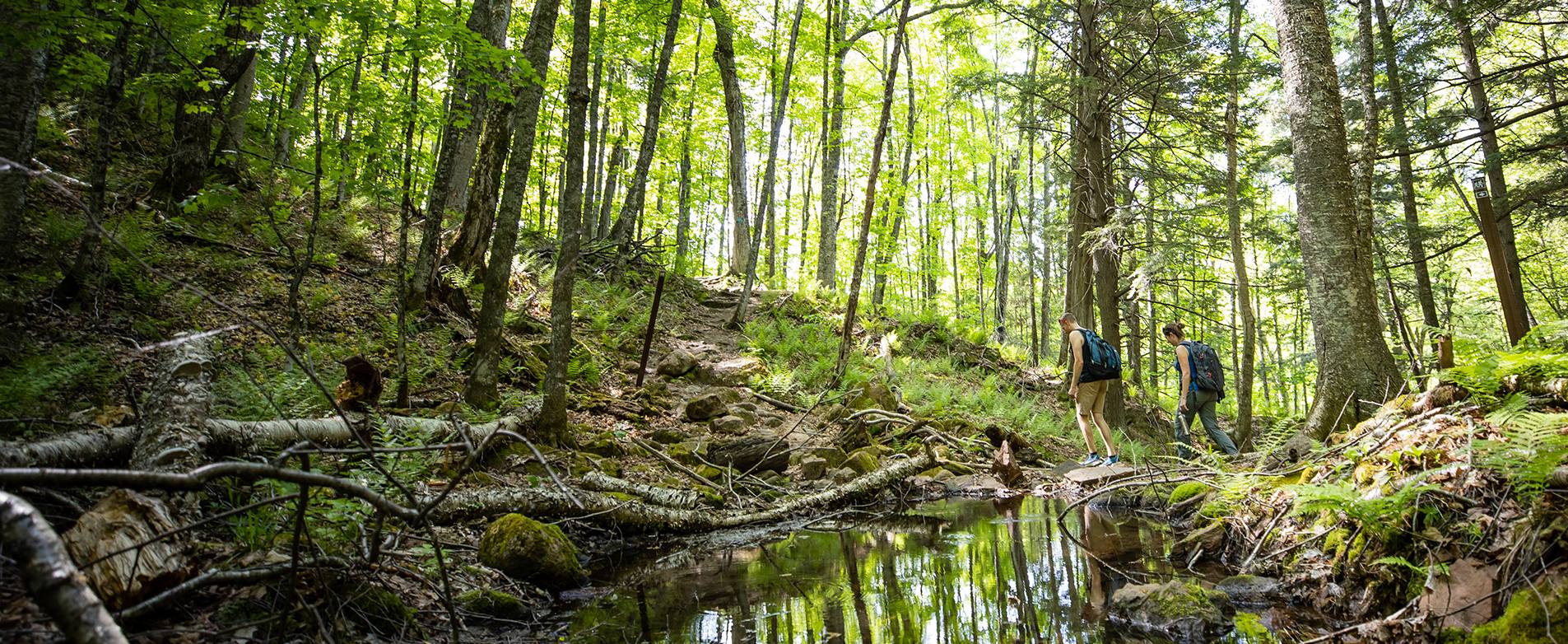 Wisconsin National Forests | Travel Wisconsin