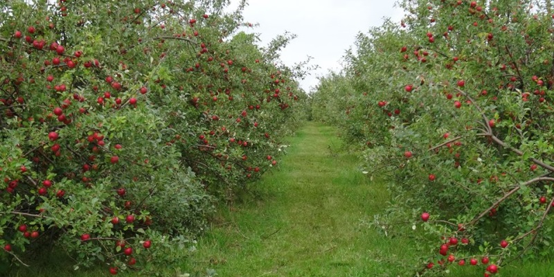 timberland orchard