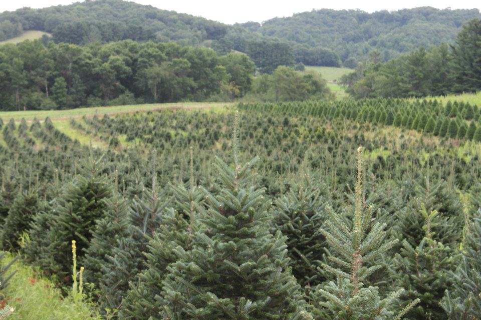 Pleasant Valley Tree Farms Travel Wisconsin