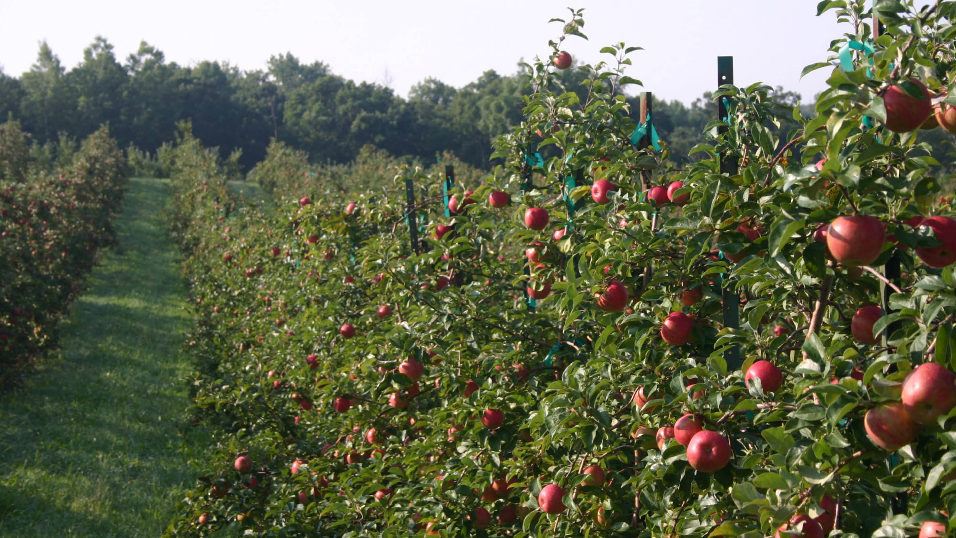 Sunrise Orchards | Travel Wisconsin