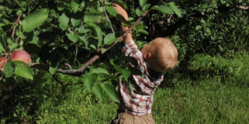 Market Apples — Ecker's Apple Farm