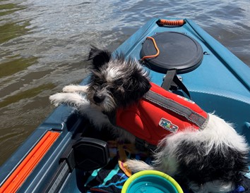 Dog Life on the Mississippi River