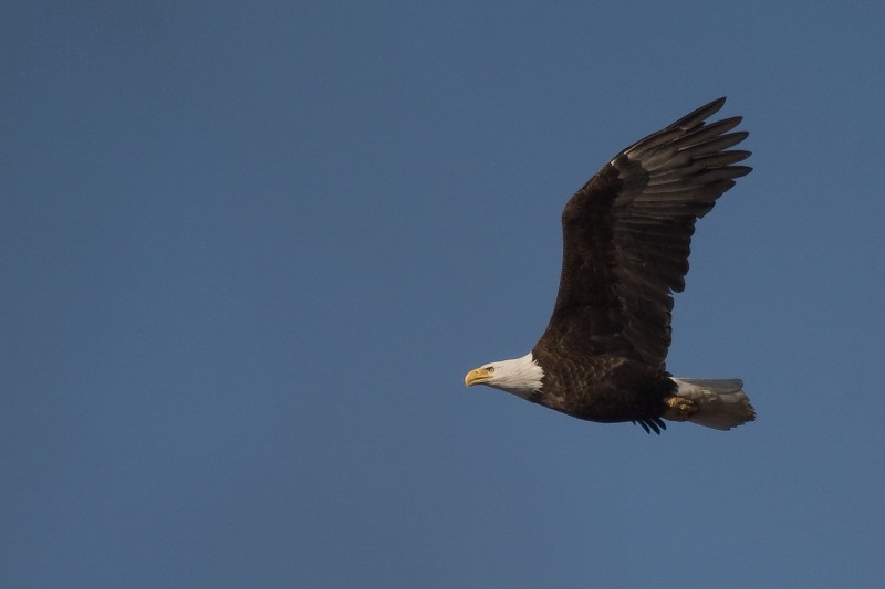 Great Wisconsin Birding And Nature Trail | Travel Wisconsin