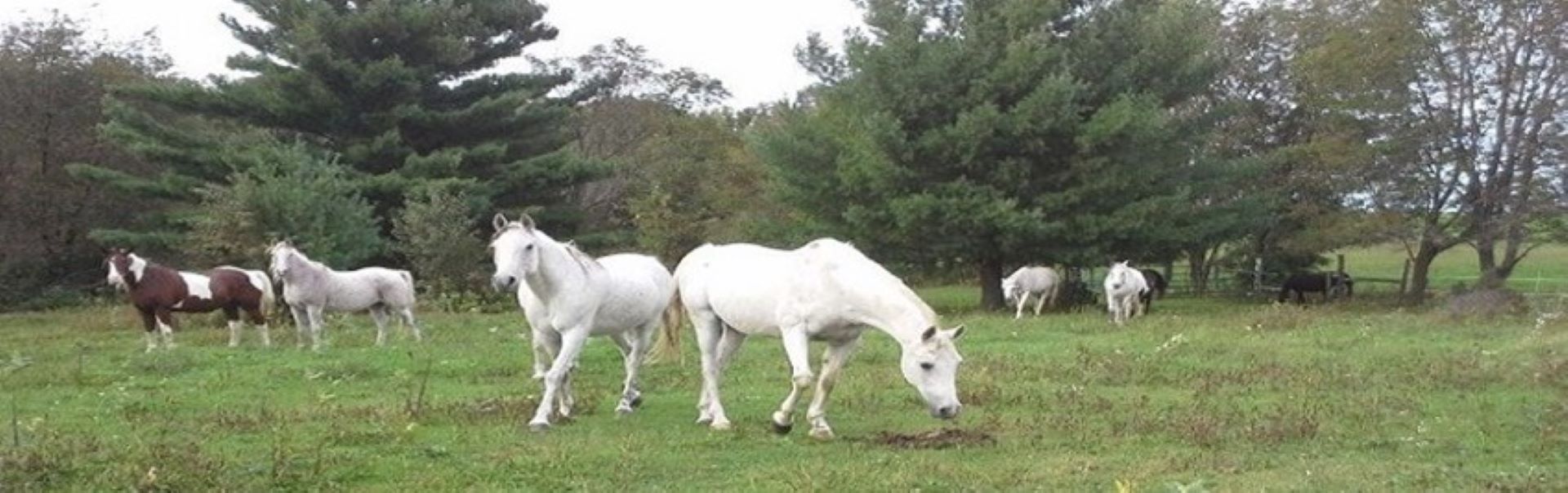 Wilderness Pursuit Horseback Adventures | Travel Wisconsin