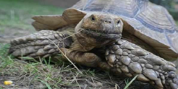 Rapids Municipal Zoo | Travel Wisconsin