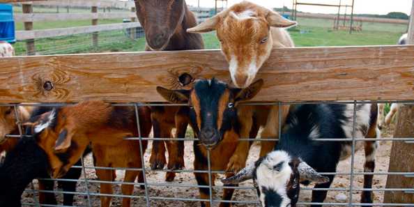 Eugster S Farm Market And Petting Farm Travel Wisconsin