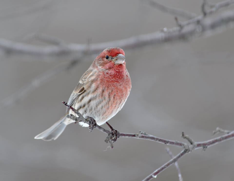 Horicon National Wildlife Refuge | Travel Wisconsin