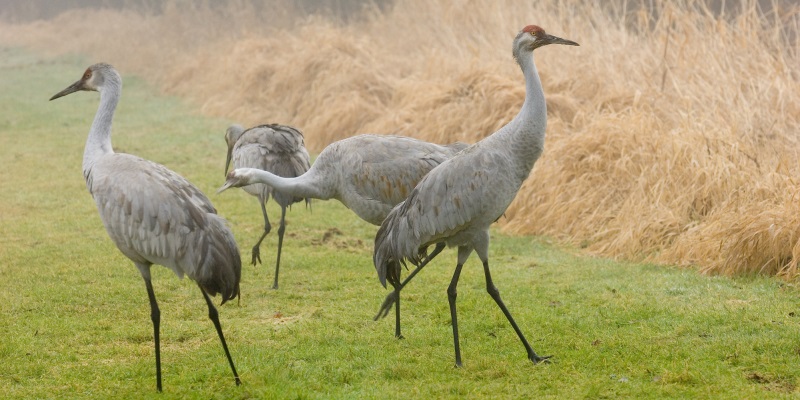 New Auburn State Wildlife Area | Travel Wisconsin